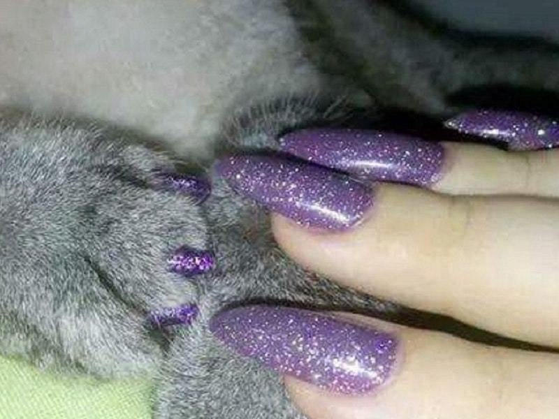Маникюр когти кошки