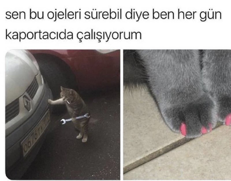 Его лапки выглядят так