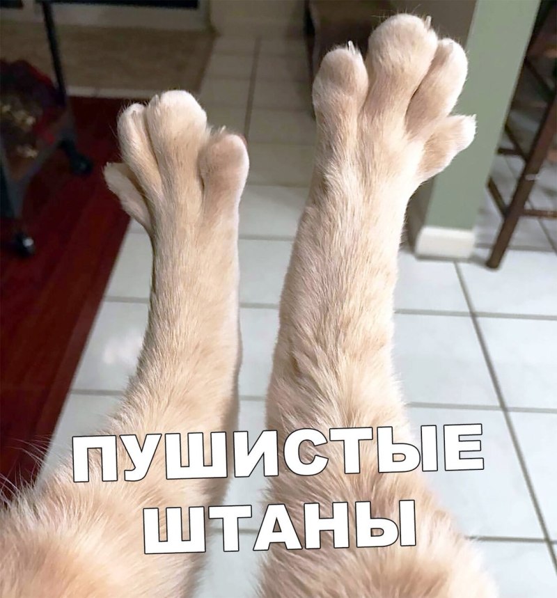 Привязанность Эстетика