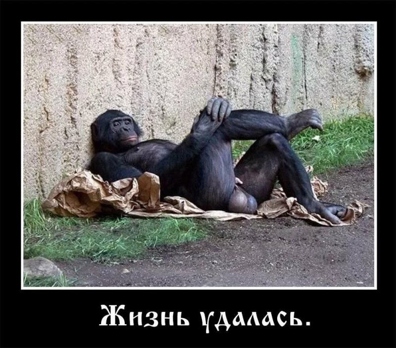 Коты лучше людей