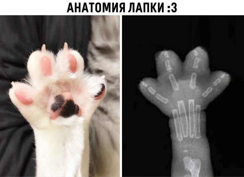 Руки загребущие