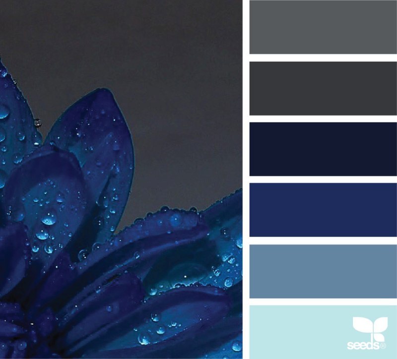 Голубой шторм (Blue Storm Rose)