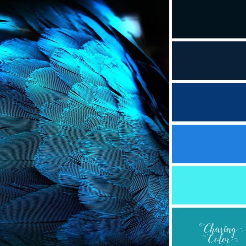 Hydrangea Blue синяя гортензия