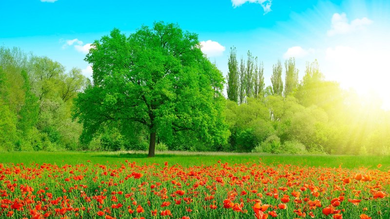Colorful Meadow Panorama