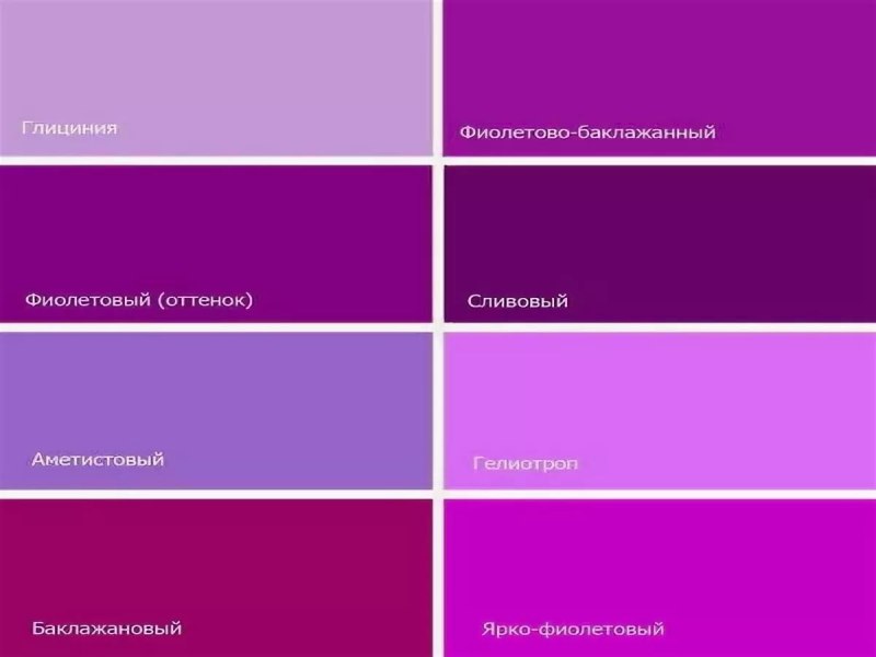 Violet цвет лиловый пантон