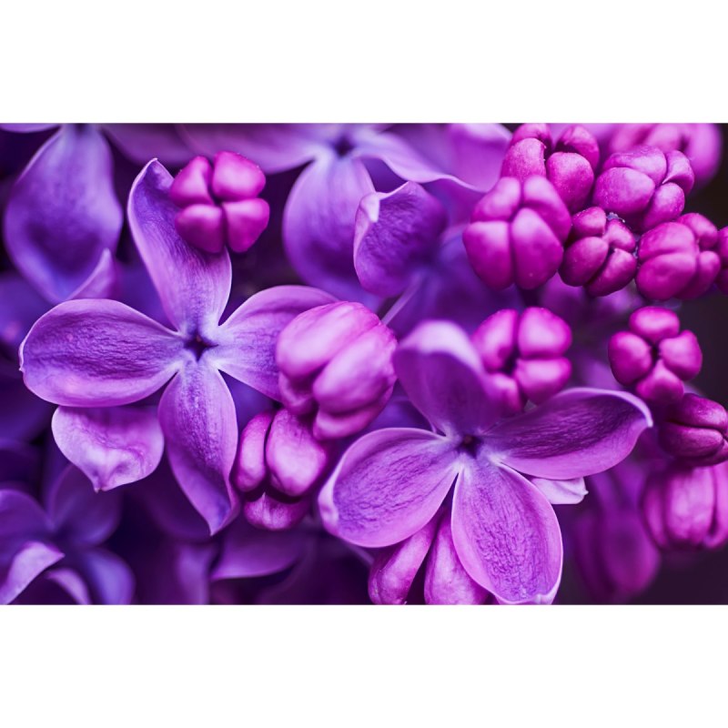 Magenta Purple пантон