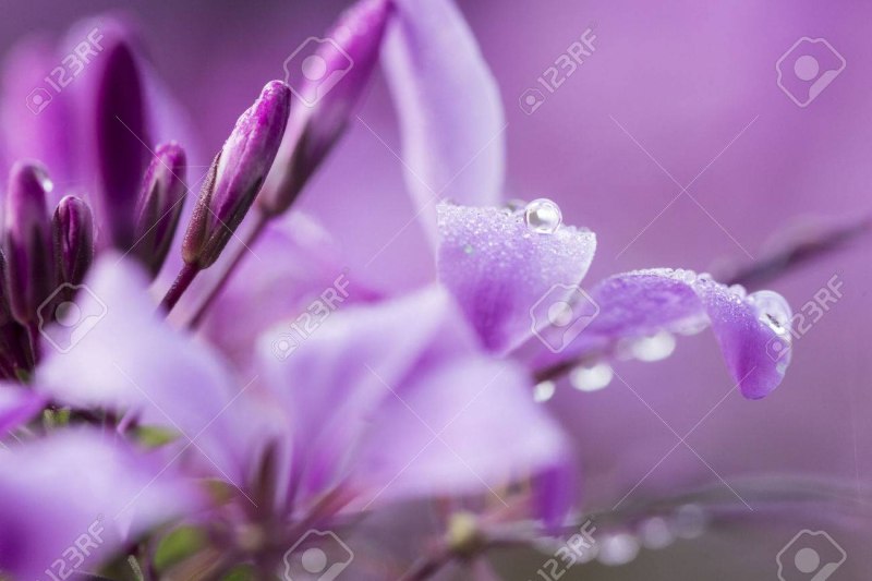 Violet цвет лиловый пантон