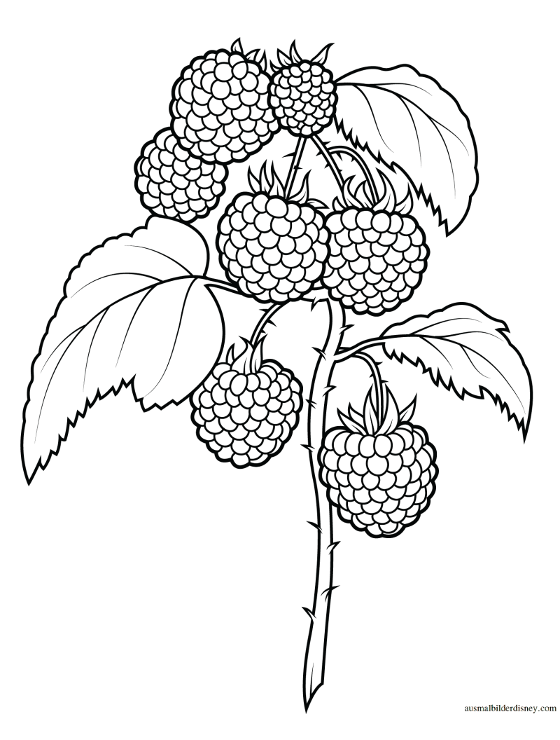 Ежевика artfruit