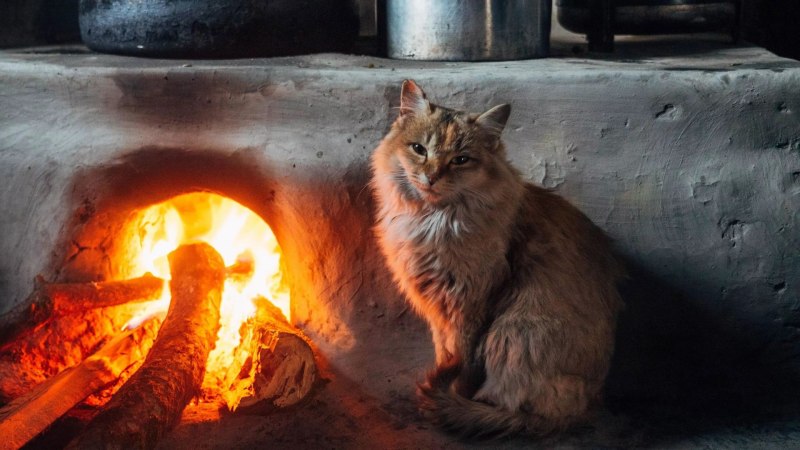 Кот на печке