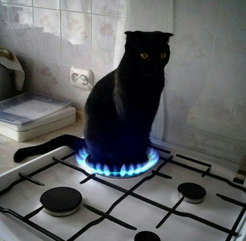 Горячий кот