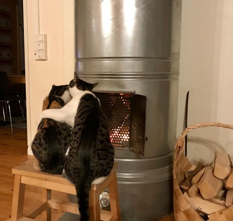 Приколы про кошек