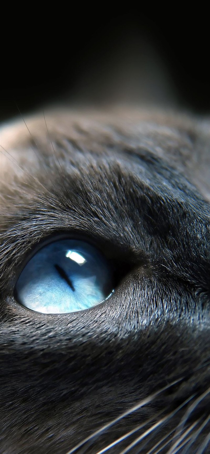 Коты у камина