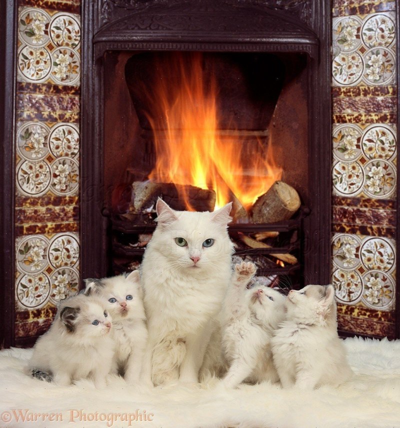Теплый уютный камин и кот