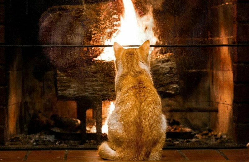 Кот и камин