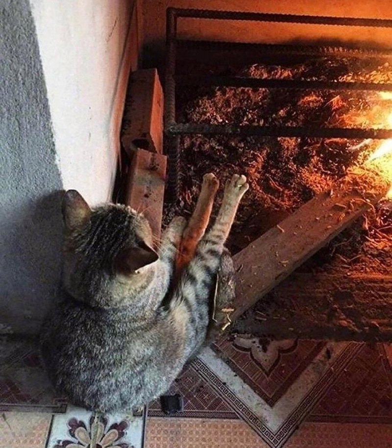 Кот у костра
