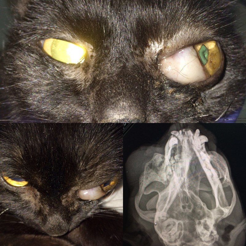 Кошачьи глаза Эстетика