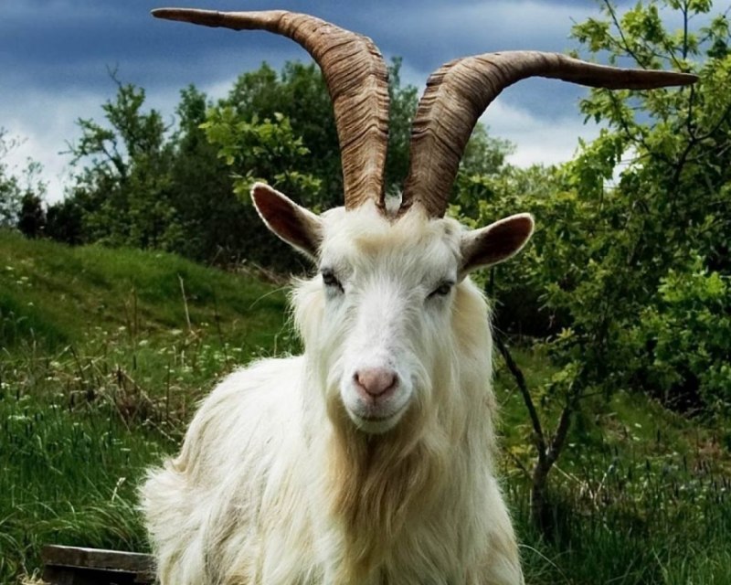 Кудрявая лама