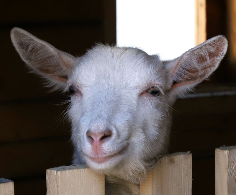 Козел Goat